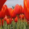 Tulipa　２