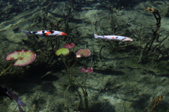 名もない池