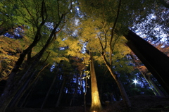 薄暮を見上げれば