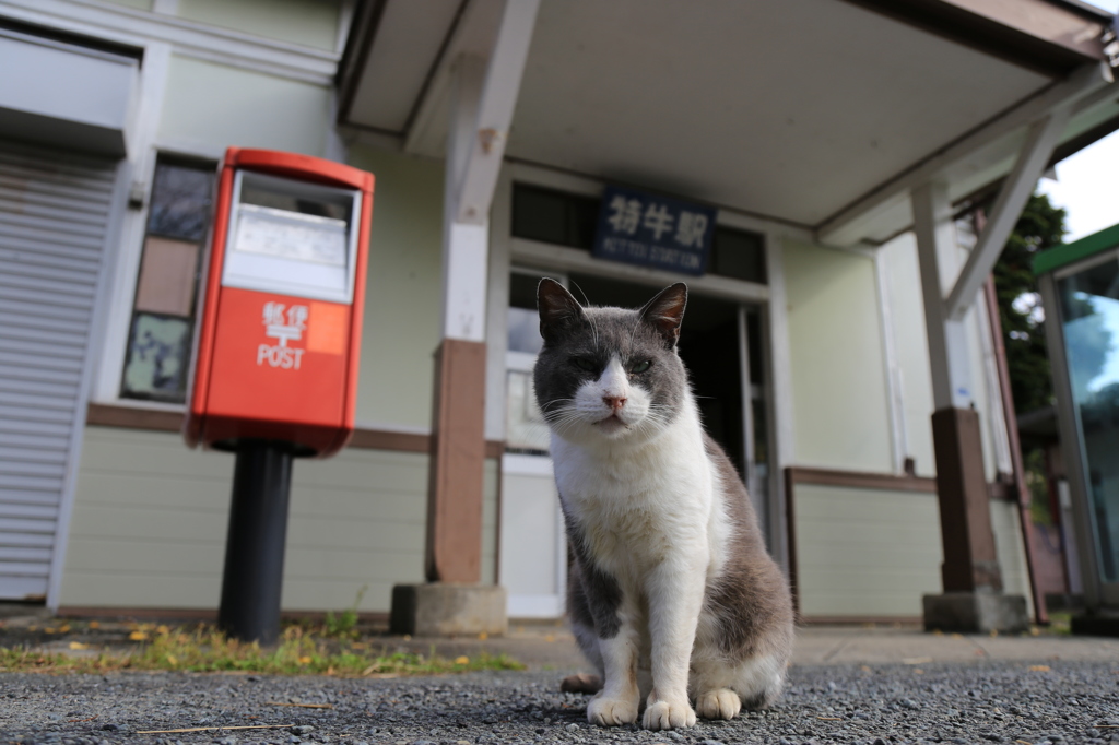 駅ネコ