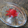 紅