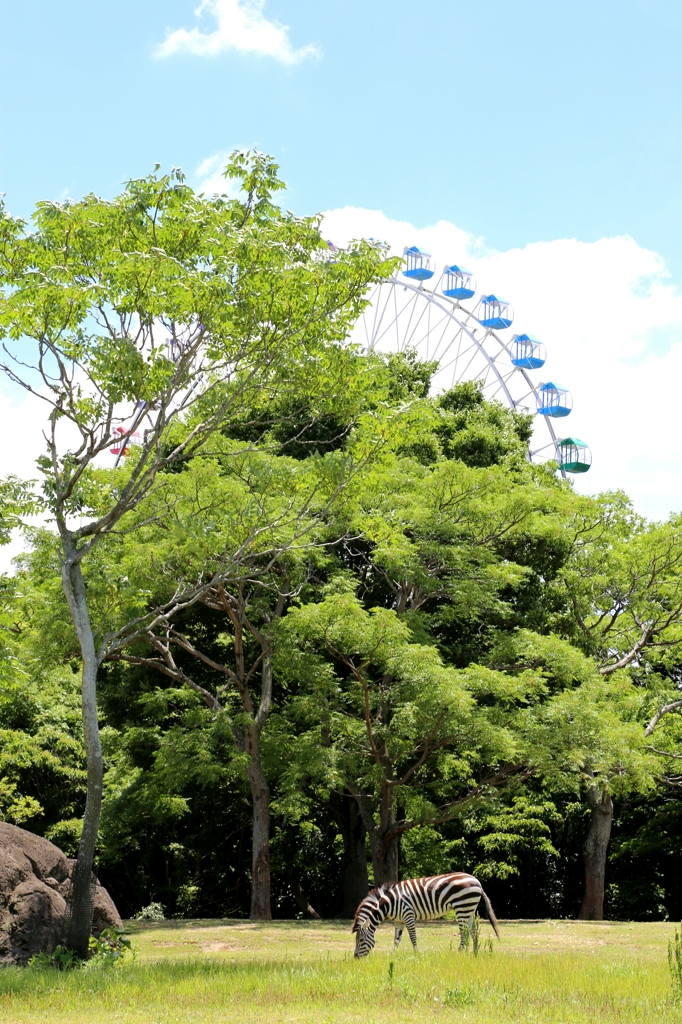 サバンナ