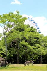 サバンナ