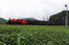 茶畑の赤い汽車