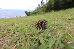 夏の風