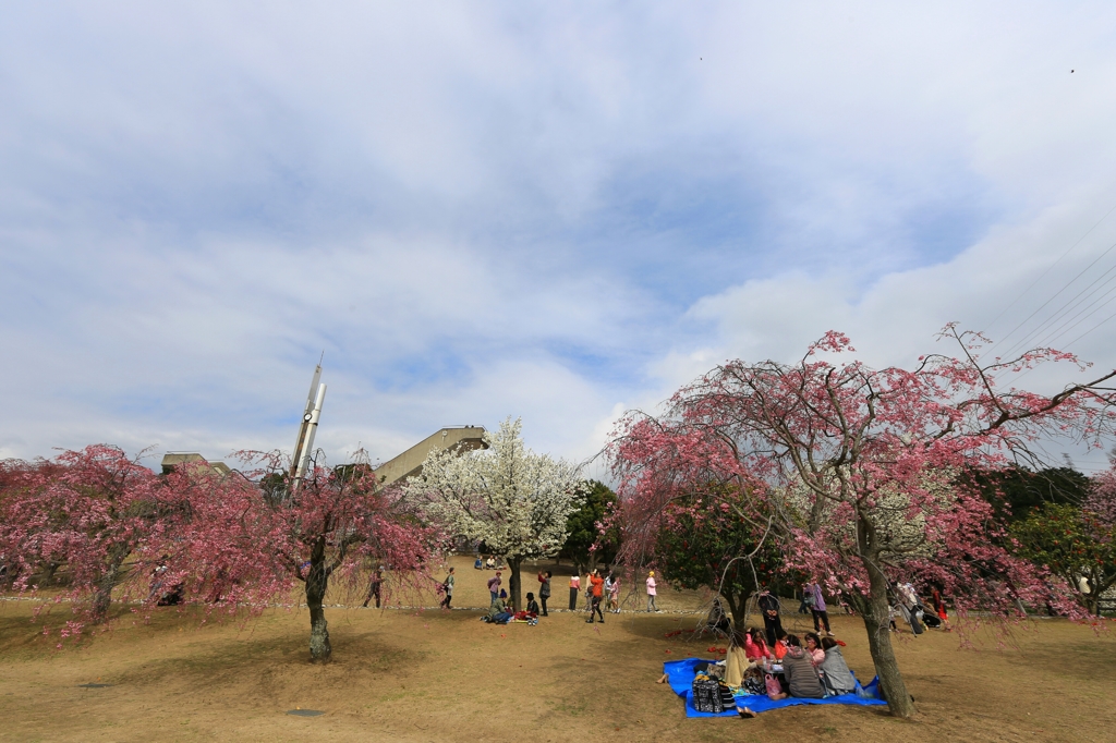 花見の空