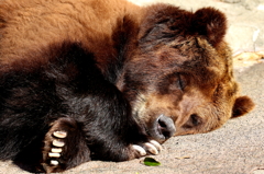 Sleeping Bear