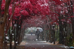 観楓公園に雪が降る人