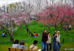 梅公園