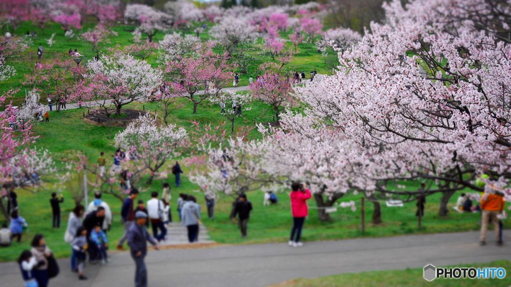 梅公園