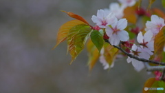 葉桜