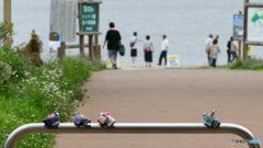 ウトナイ湖サンクチュアリ