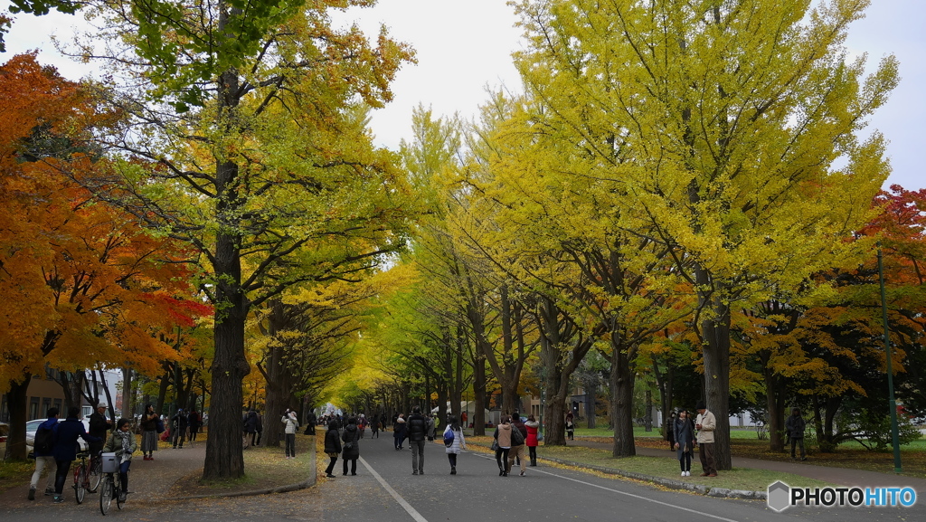 札幌市 北13条通り