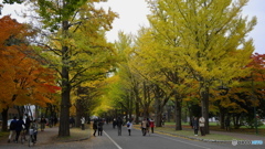 札幌市 北13条通り