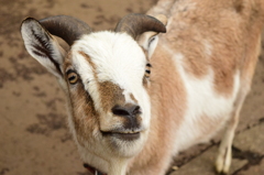 上野動物園　山羊