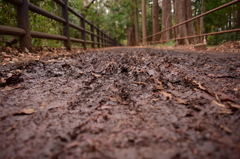 井の頭公園