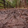井の頭公園