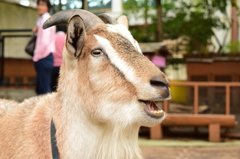上野動物園　山羊