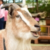 上野動物園　山羊