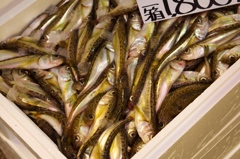 近江町市場の魚
