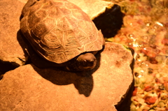 上野動物園　亀