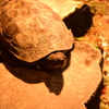 上野動物園　亀