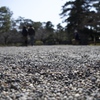 兼六園とカップル