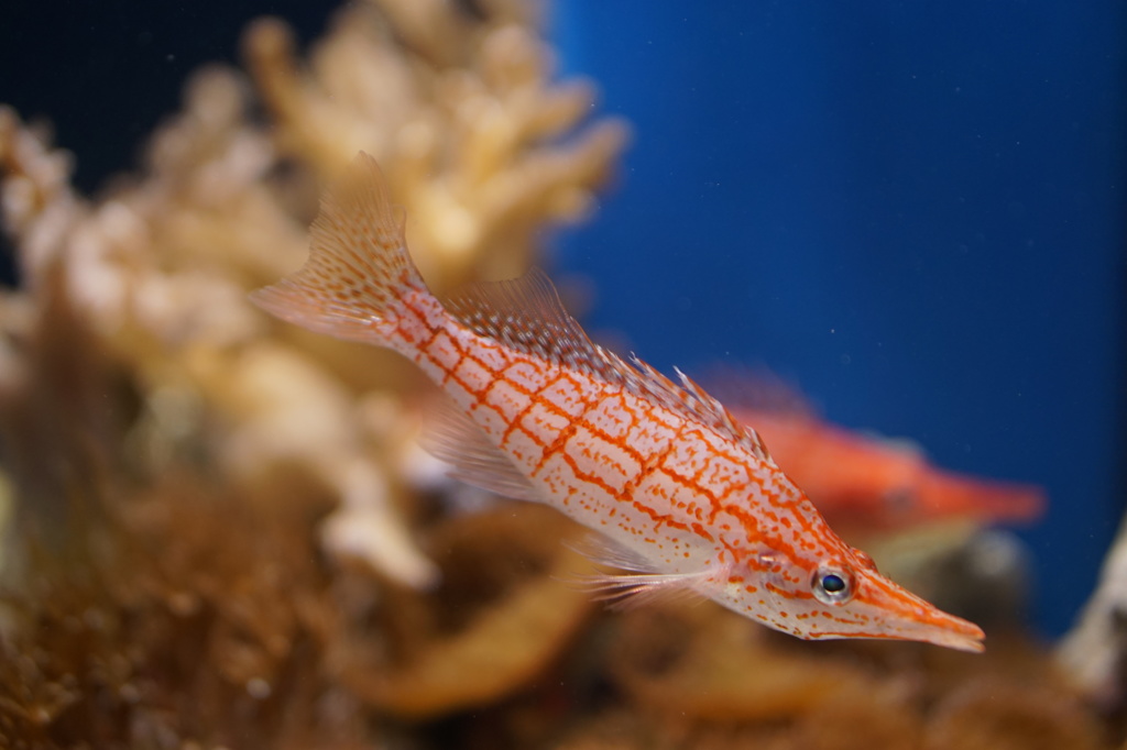 謎の魚２