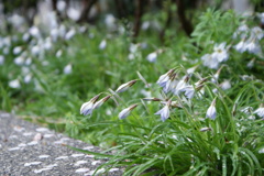 何の花だろう