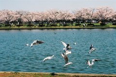 ざわめき