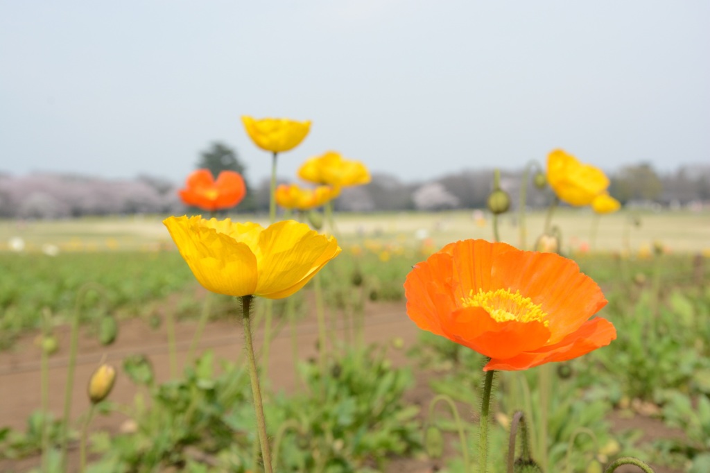 flower