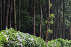 Hydrangea in the forest