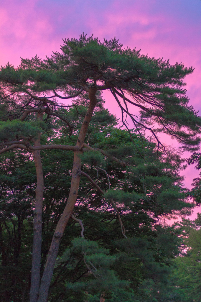 黄昏の老大木 － 松