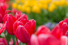 どの花見ても、きれいだな