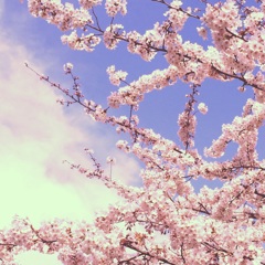 Today's  sakura