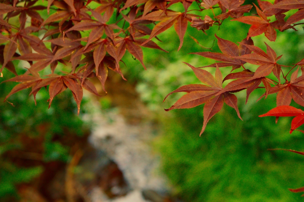 初夏の紅葉