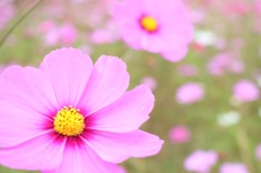 秋桜な日
