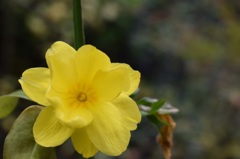 黄色の花（笑）