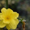 黄色の花（笑）