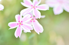芝桜