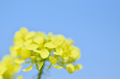 菜の花