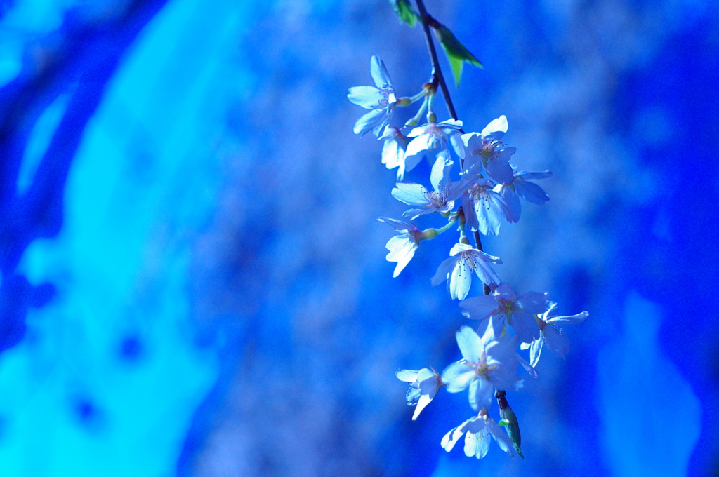 蒼い春