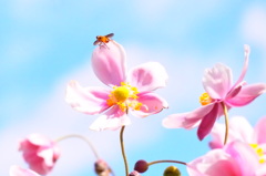 花とハチと