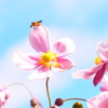花とハチと