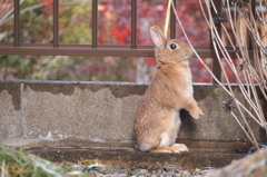 ひなこちゃん