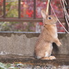 ひなこちゃん