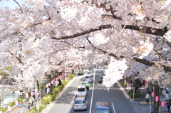 2015/04/02-桜-