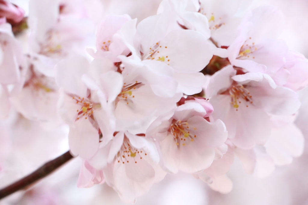 Sakura