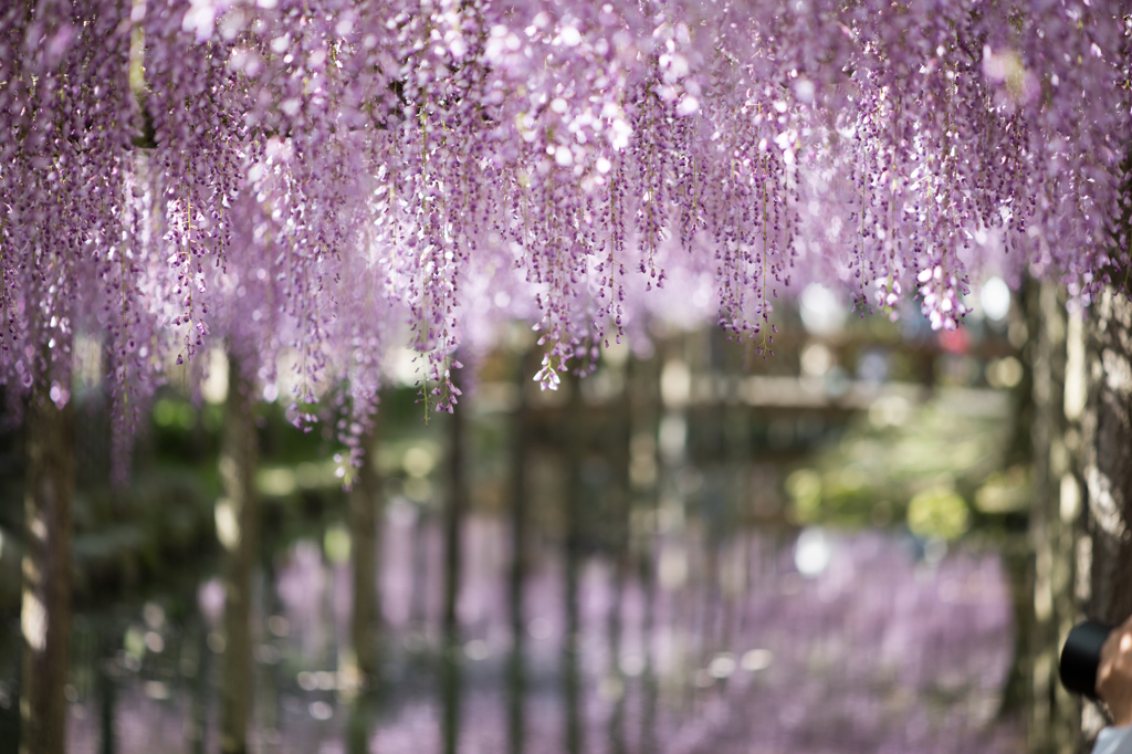 天王川公園の藤まつり