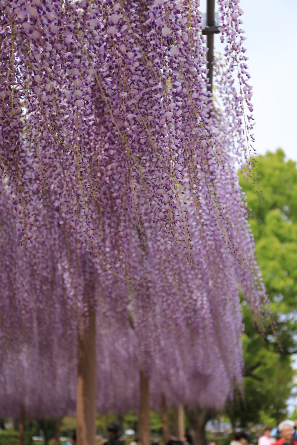 天王側公園　藤祭り